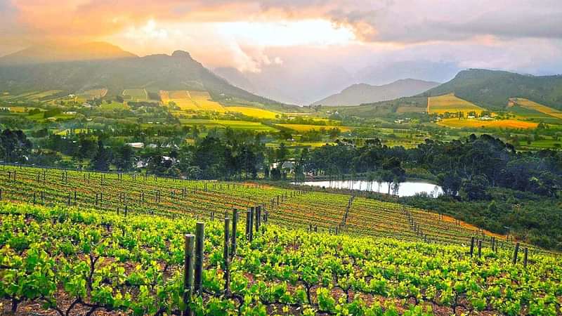 Cape Winelands Day Trips: Travel Tips and Transport&nbsp;Options